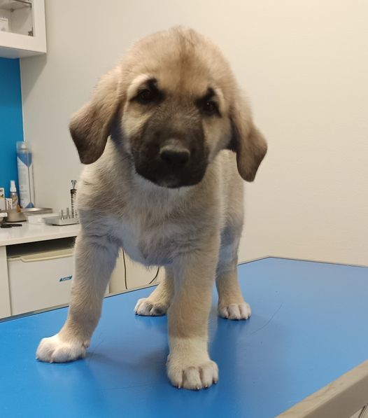 du Domaine de Sara - Chiot disponible  - Berger Kangal