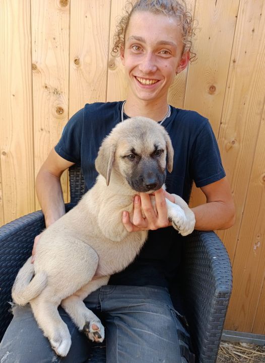 du Domaine de Sara - Chiot disponible  - Berger Kangal