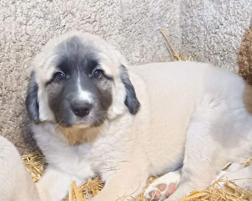 du Domaine de Sara - Chiot disponible  - Berger Kangal