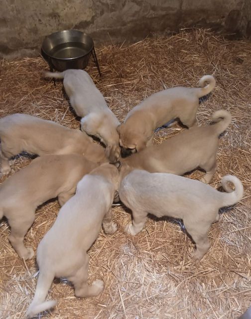 chiot Berger Kangal du Domaine de Sara