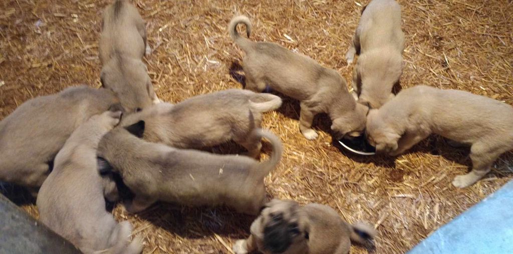 chiot Berger Kangal du Domaine de Sara