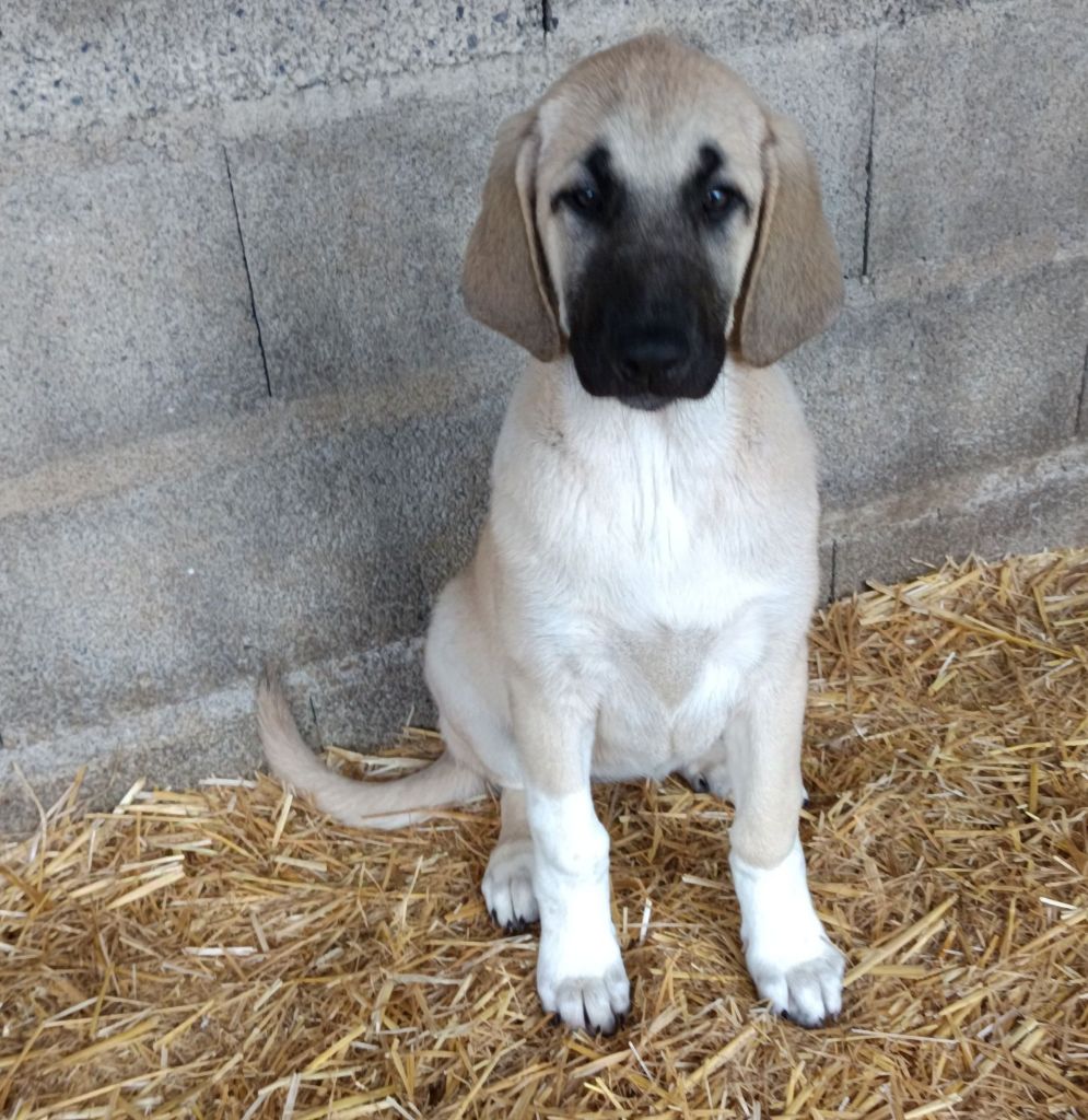 du Domaine de Sara - Chiot disponible  - Berger Kangal