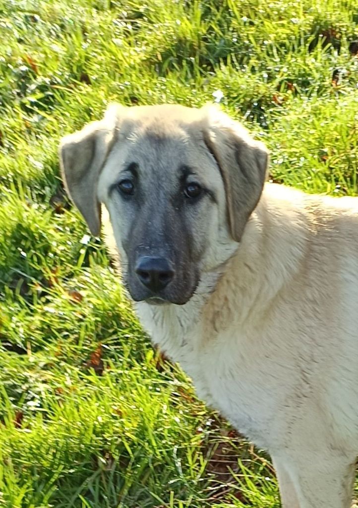 du Domaine de Sara - Chiot disponible  - Berger Kangal