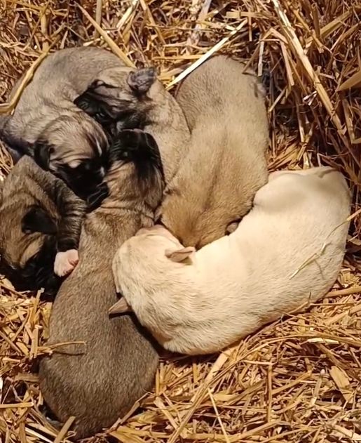 chiot Berger Kangal du Domaine de Sara