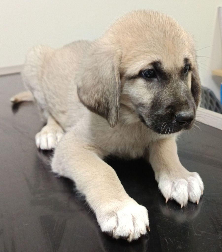 du Domaine de Sara - Chiot disponible  - Berger Kangal