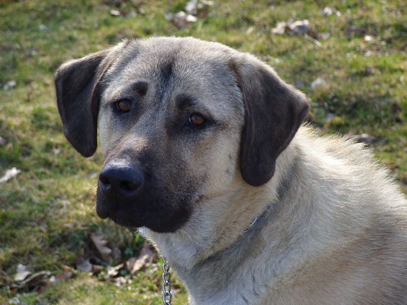 B'athena Titre Initial