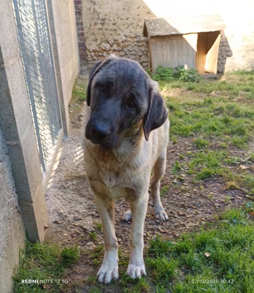 du Domaine de Sara - Chiots disponibles - Berger Kangal