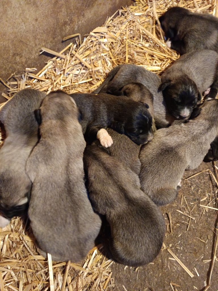 Chiot Berger Kangal du Domaine de Sara