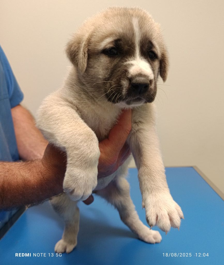 du Domaine de Sara - Chiots disponibles - Berger Kangal