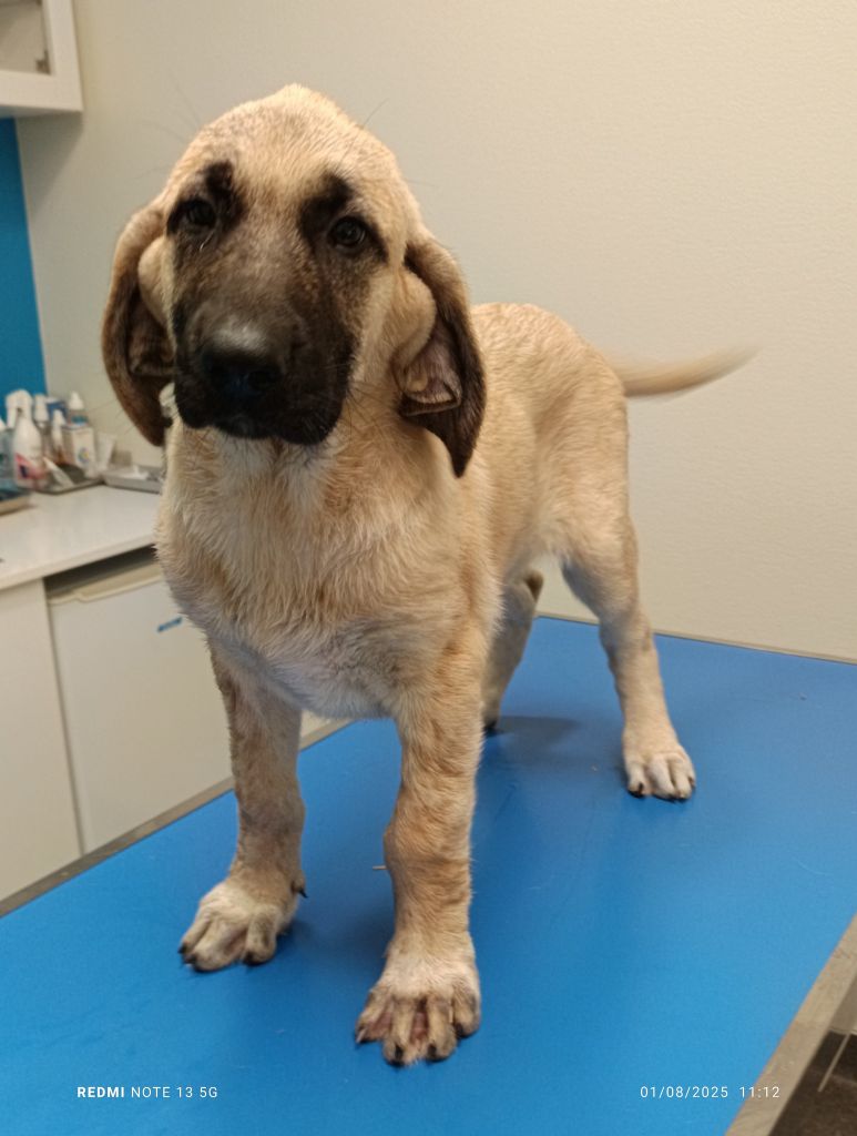 du Domaine de Sara - Chiots disponibles - Berger Kangal