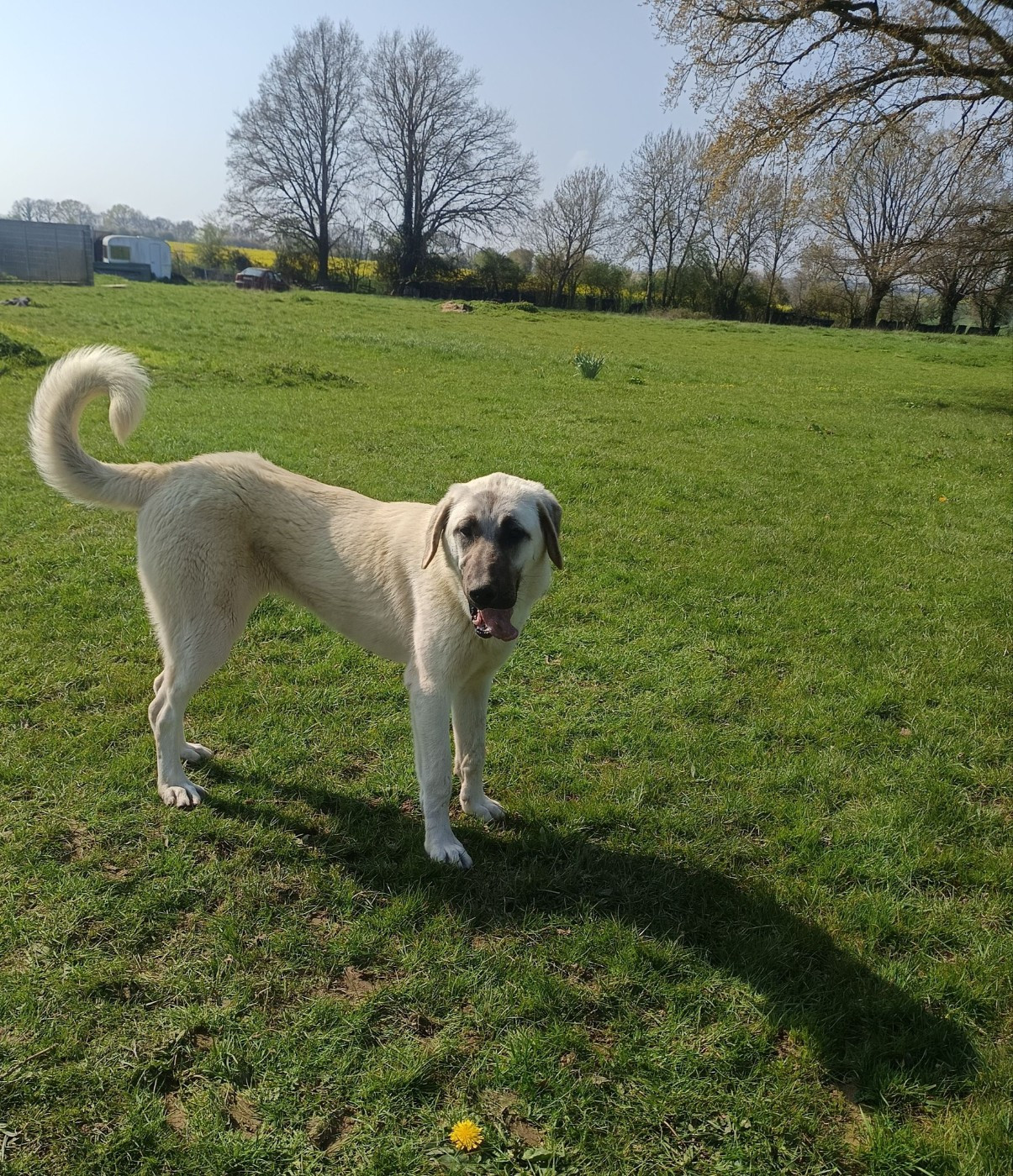 du Domaine de Sara - Chiots disponibles - Berger Kangal