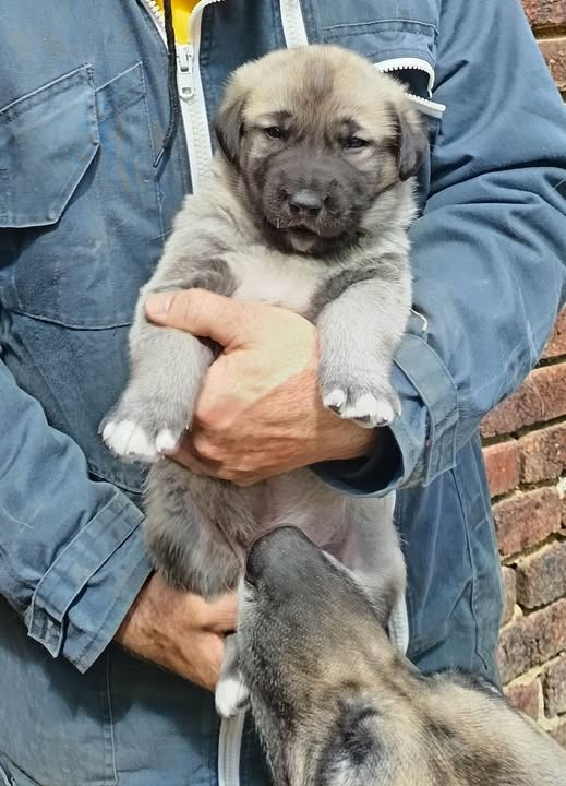 du Domaine de Sara - Chiots disponibles - Berger Kangal