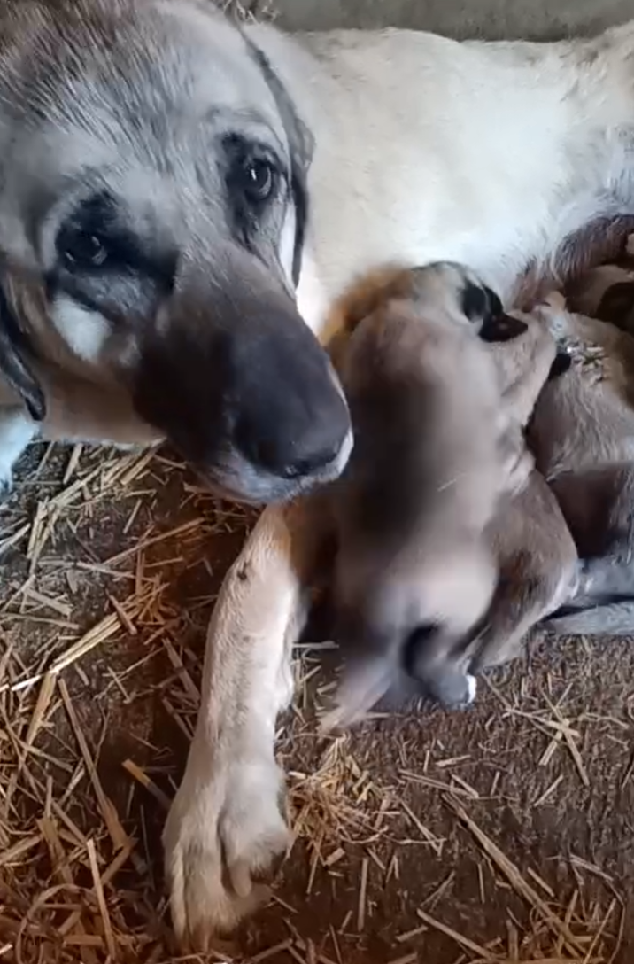 du Domaine de Sara - Berger Kangal - Portée née le 22/04/2026