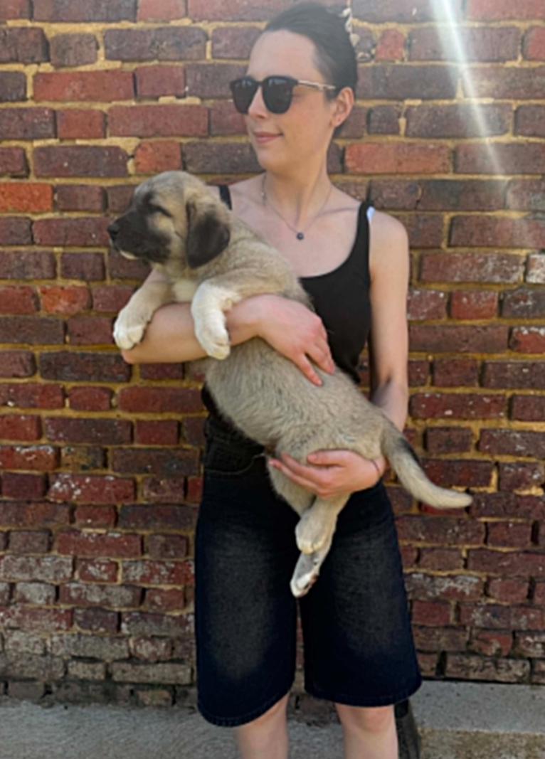 du Domaine de Sara - Chiots disponibles - Berger Kangal