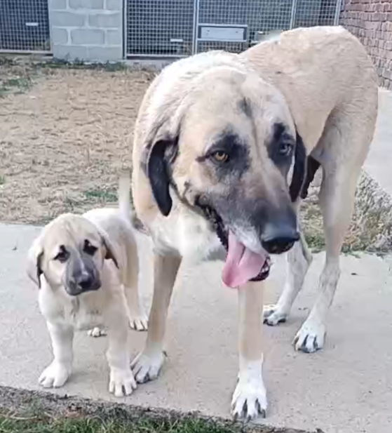 Chiot Berger Kangal du Domaine de Sara