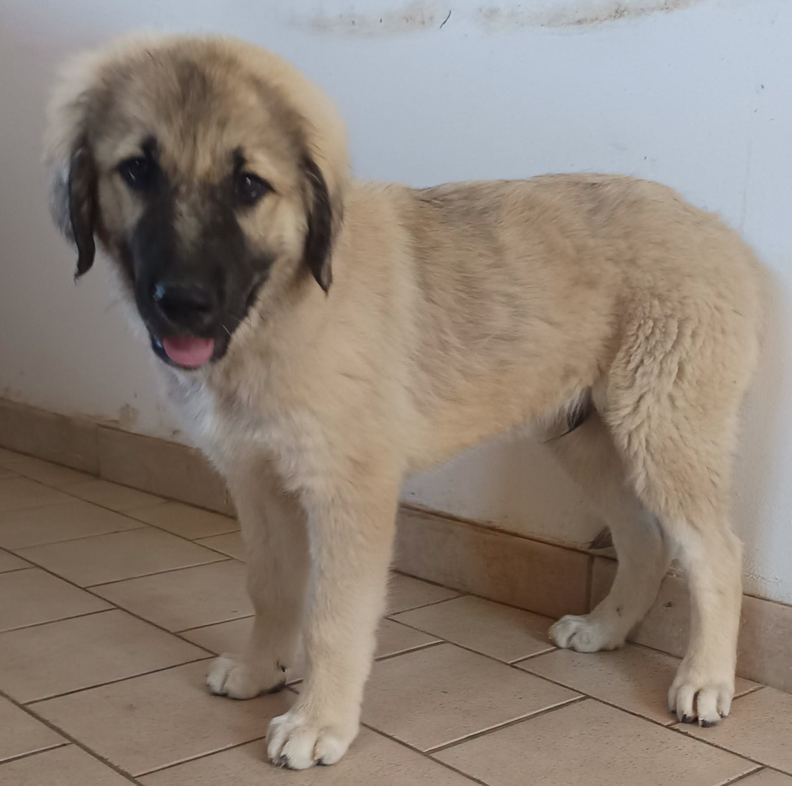 du Domaine de Sara - Chiots disponibles - Berger Kangal