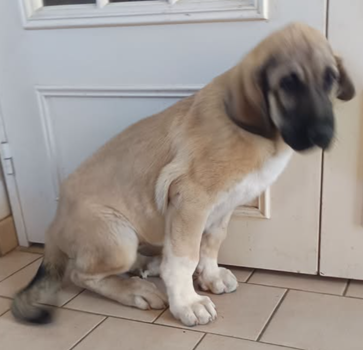 du Domaine de Sara - Chiots disponibles - Berger Kangal