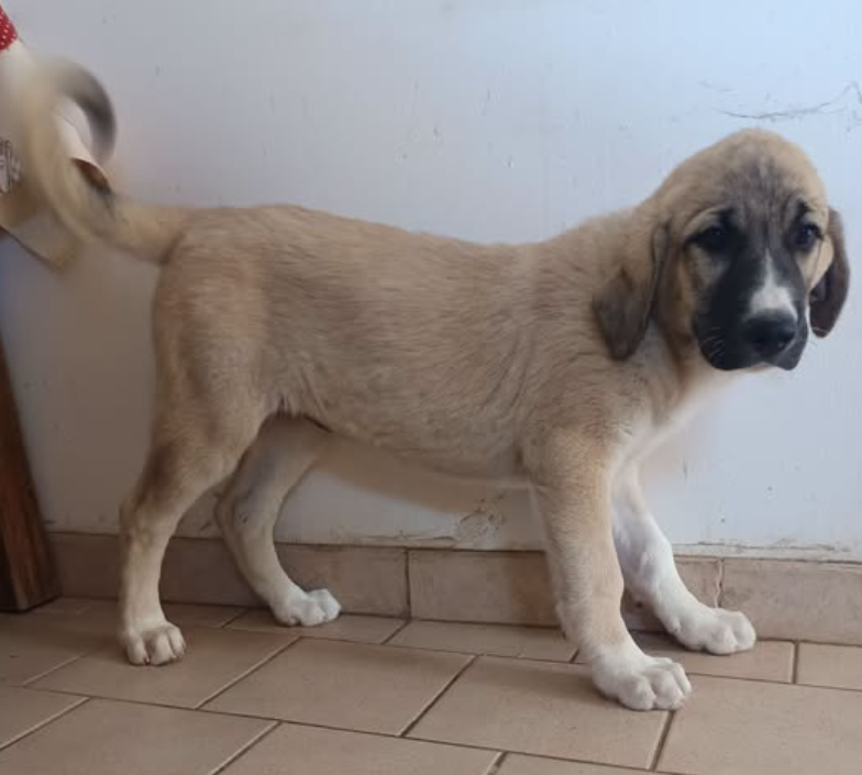 du Domaine de Sara - Chiots disponibles - Berger Kangal