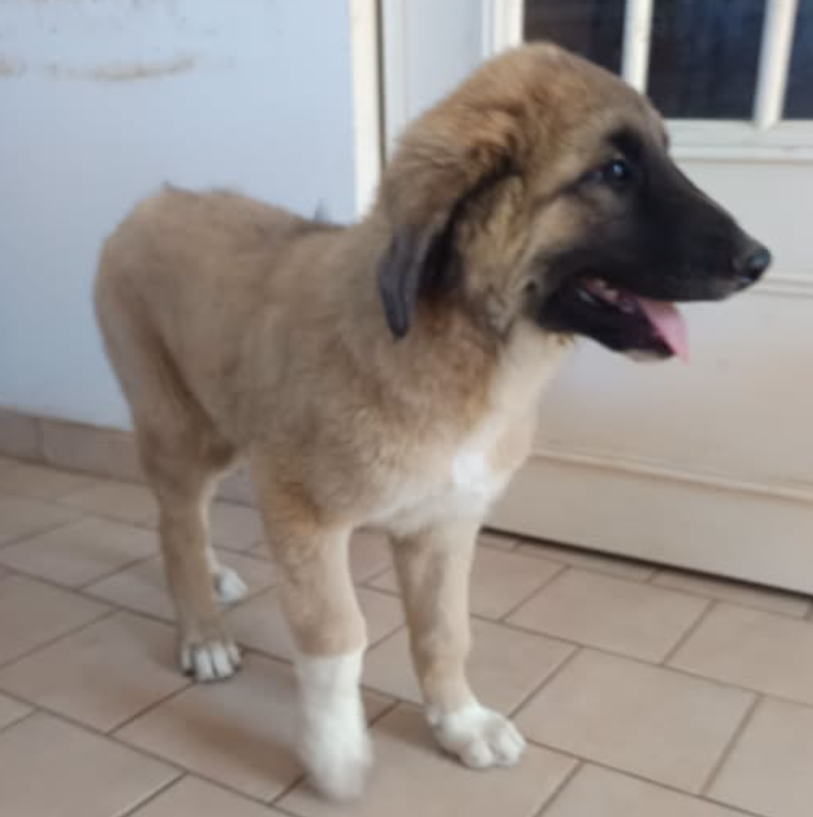 du Domaine de Sara - Chiots disponibles - Berger Kangal