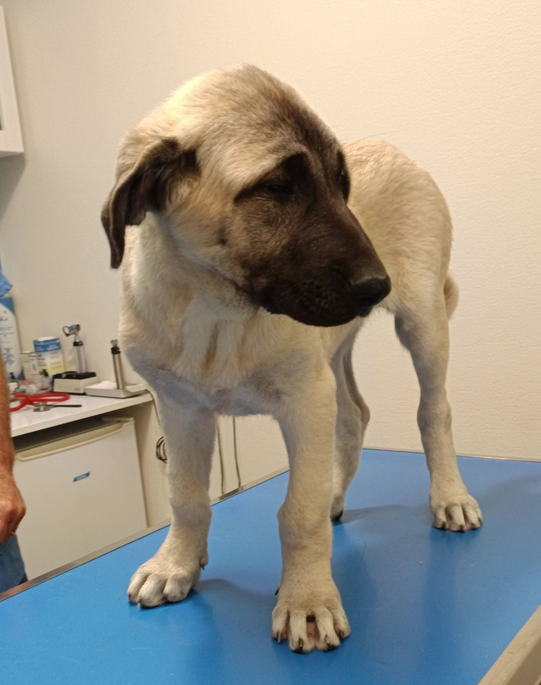 du Domaine de Sara - Chiots disponibles - Berger Kangal