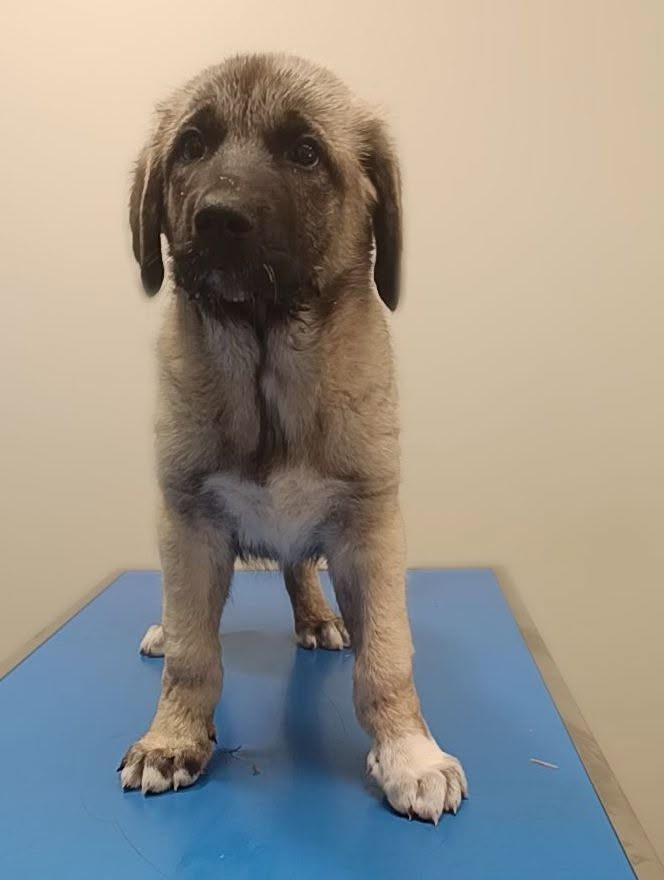 du Domaine de Sara - Chiots disponibles - Berger Kangal