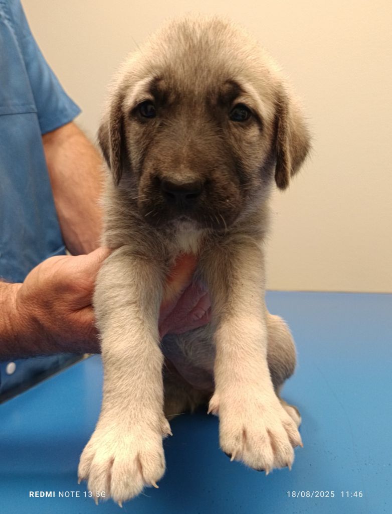 du Domaine de Sara - Chiots disponibles - Berger Kangal