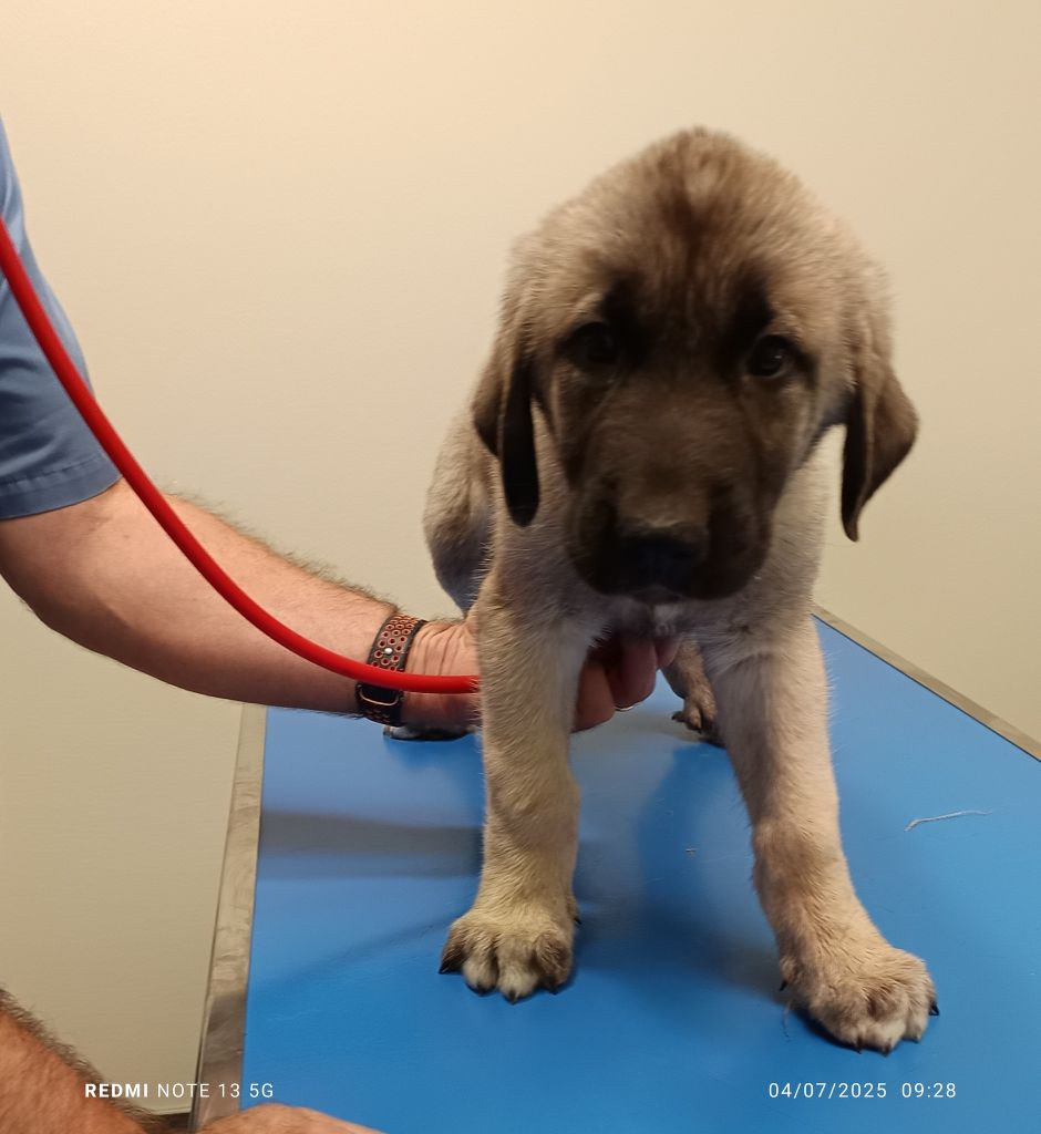 du Domaine de Sara - Chiots disponibles - Berger Kangal