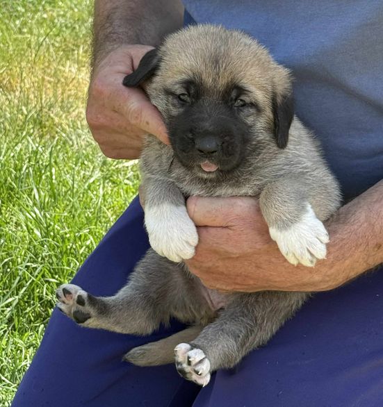 du Domaine de Sara - Chiots disponibles - Berger Kangal