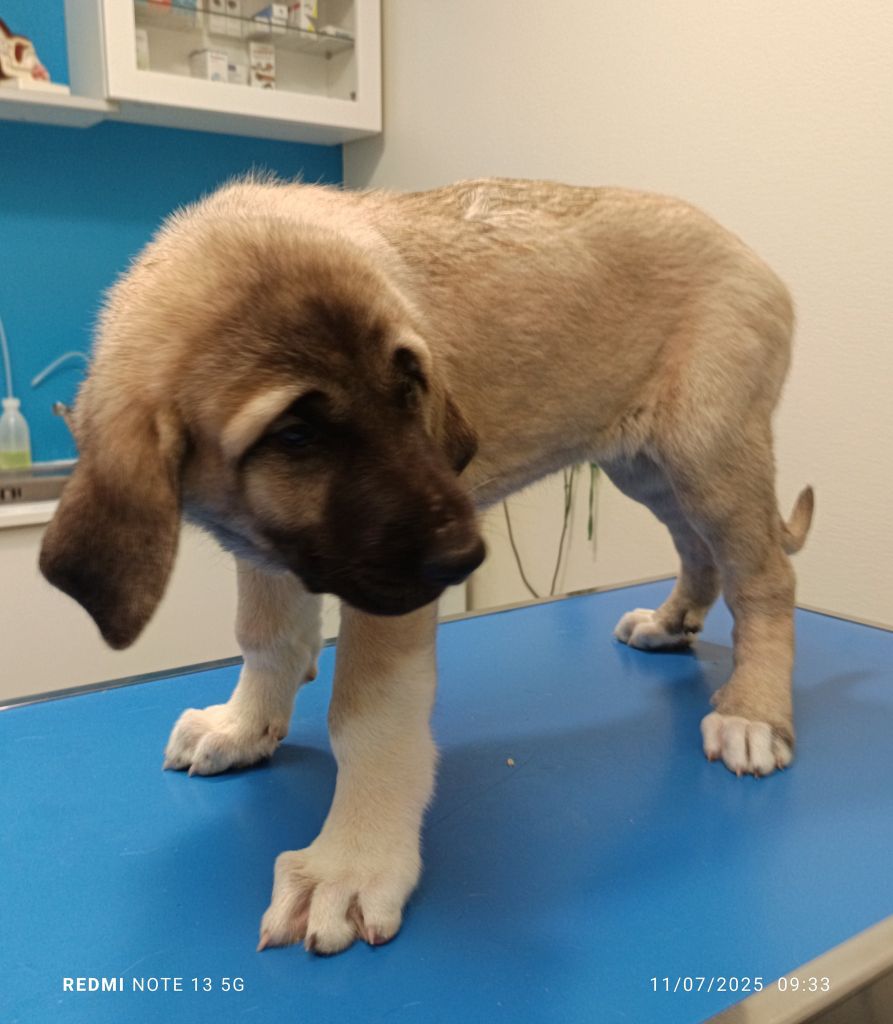 du Domaine de Sara - Chiots disponibles - Berger Kangal