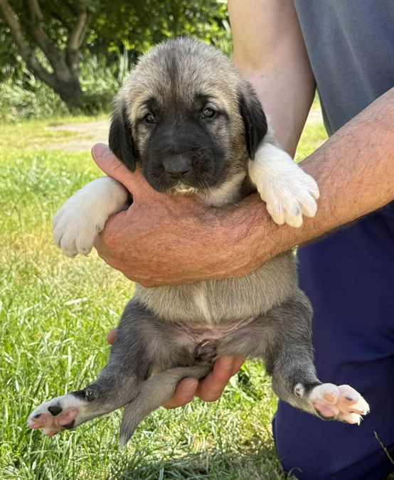 du Domaine de Sara - Chiots disponibles - Berger Kangal