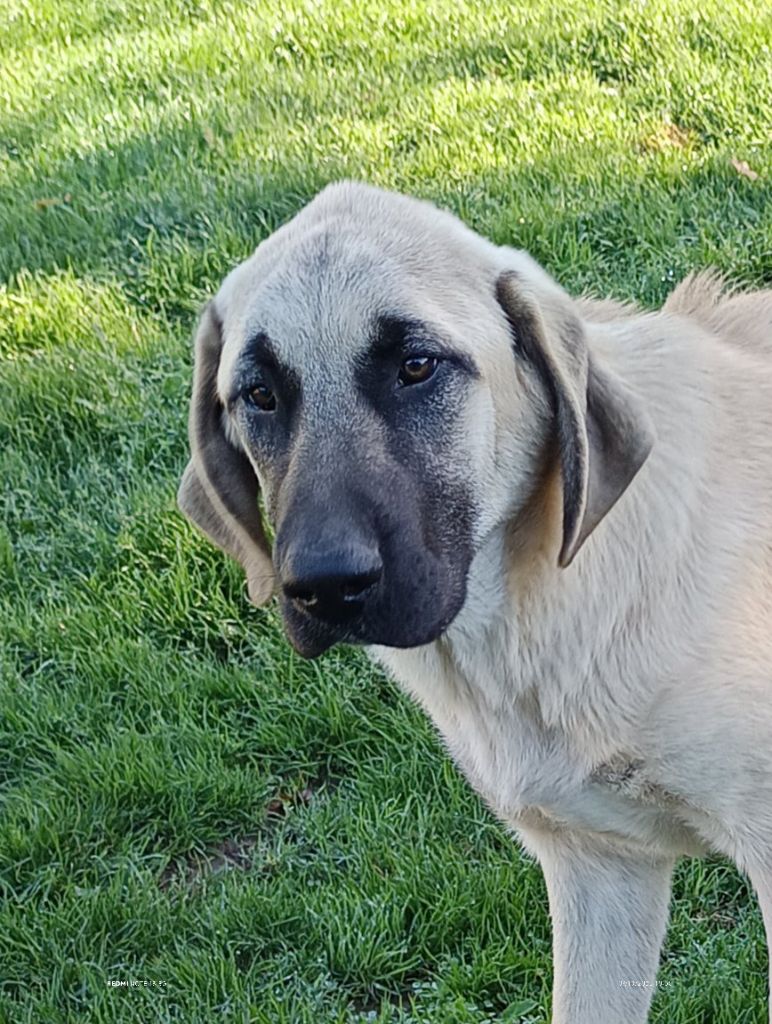 du Domaine de Sara - Chiots disponibles - Berger Kangal