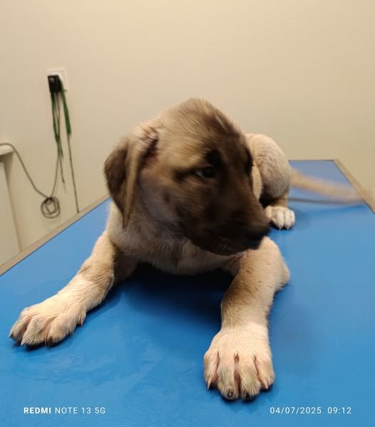 du Domaine de Sara - Chiots disponibles - Berger Kangal