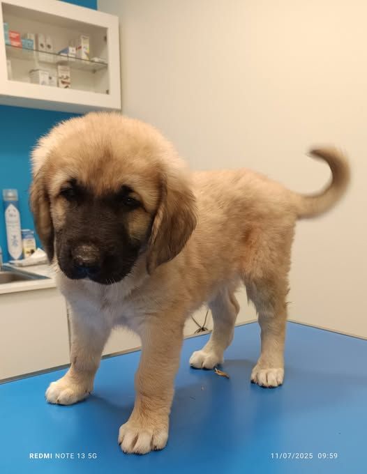 du Domaine de Sara - Chiots disponibles - Berger Kangal
