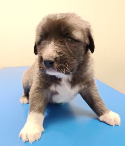 du Domaine de Sara - Chiots disponibles - Berger Kangal