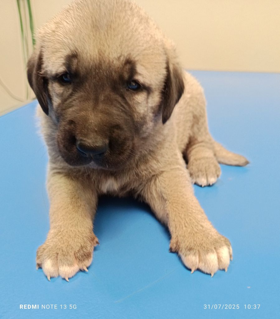 du Domaine de Sara - Chiots disponibles - Berger Kangal