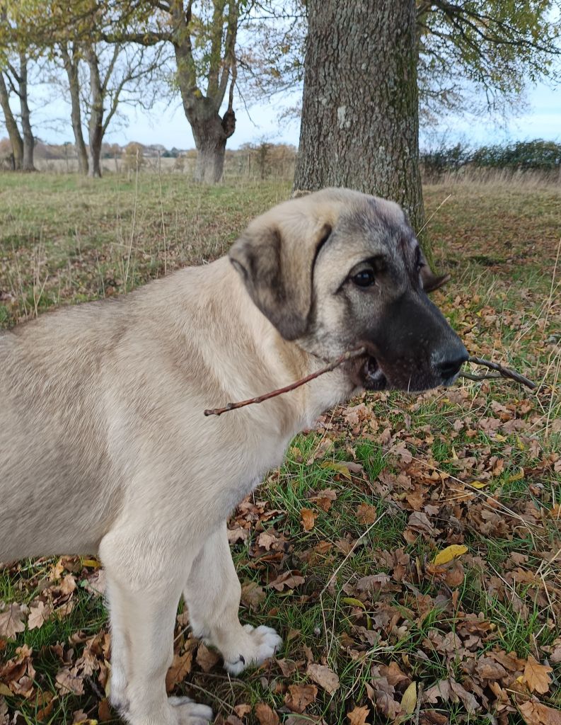 du Domaine de Sara - Chiots disponibles - Berger Kangal