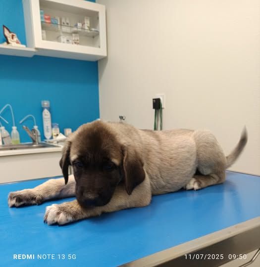 du Domaine de Sara - Chiots disponibles - Berger Kangal