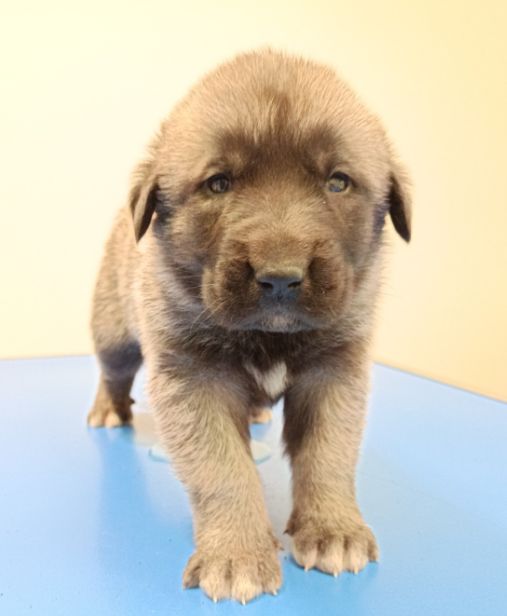 du Domaine de Sara - Chiots disponibles - Berger Kangal