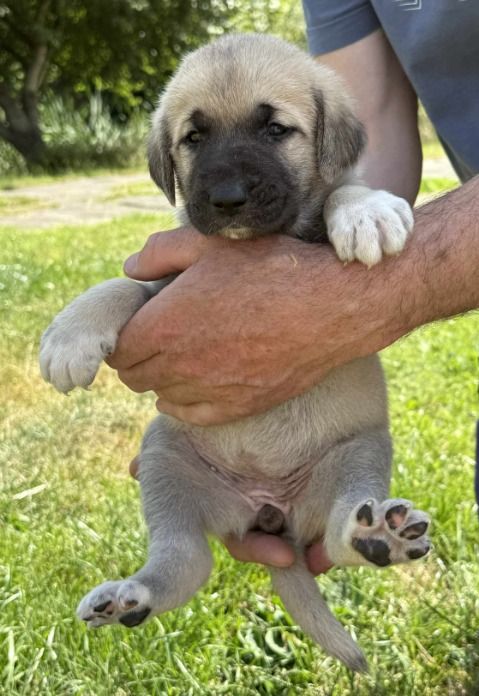 du Domaine de Sara - Chiots disponibles - Berger Kangal