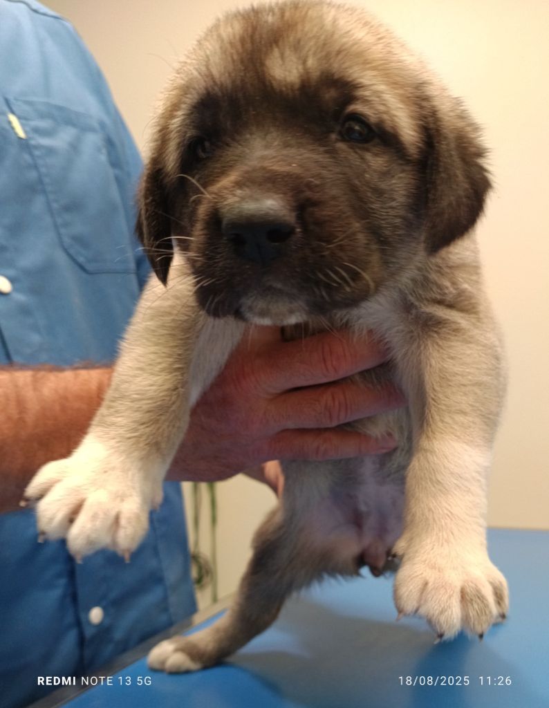 du Domaine de Sara - Chiots disponibles - Berger Kangal