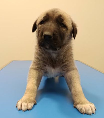 du Domaine de Sara - Chiots disponibles - Berger Kangal