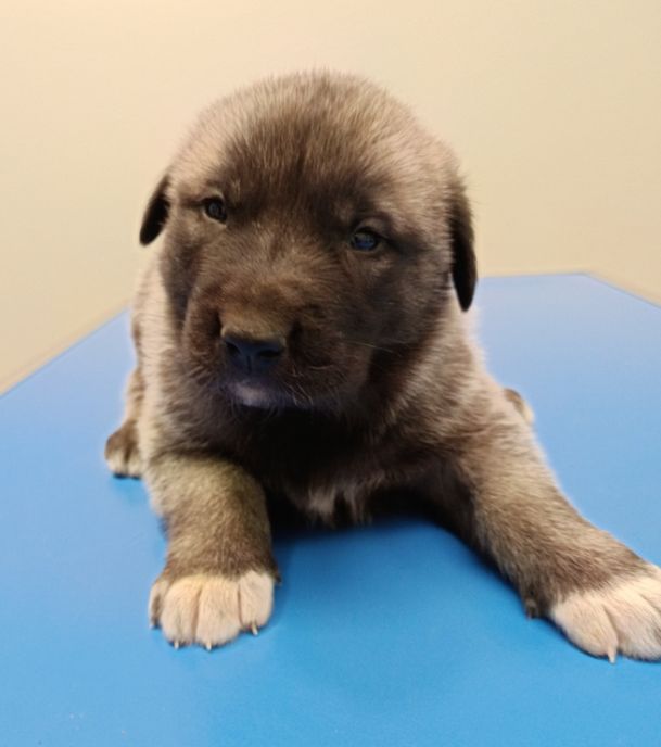 du Domaine de Sara - Chiots disponibles - Berger Kangal