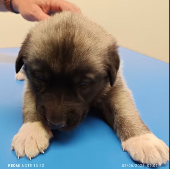 du Domaine de Sara - Chiots disponibles - Berger Kangal