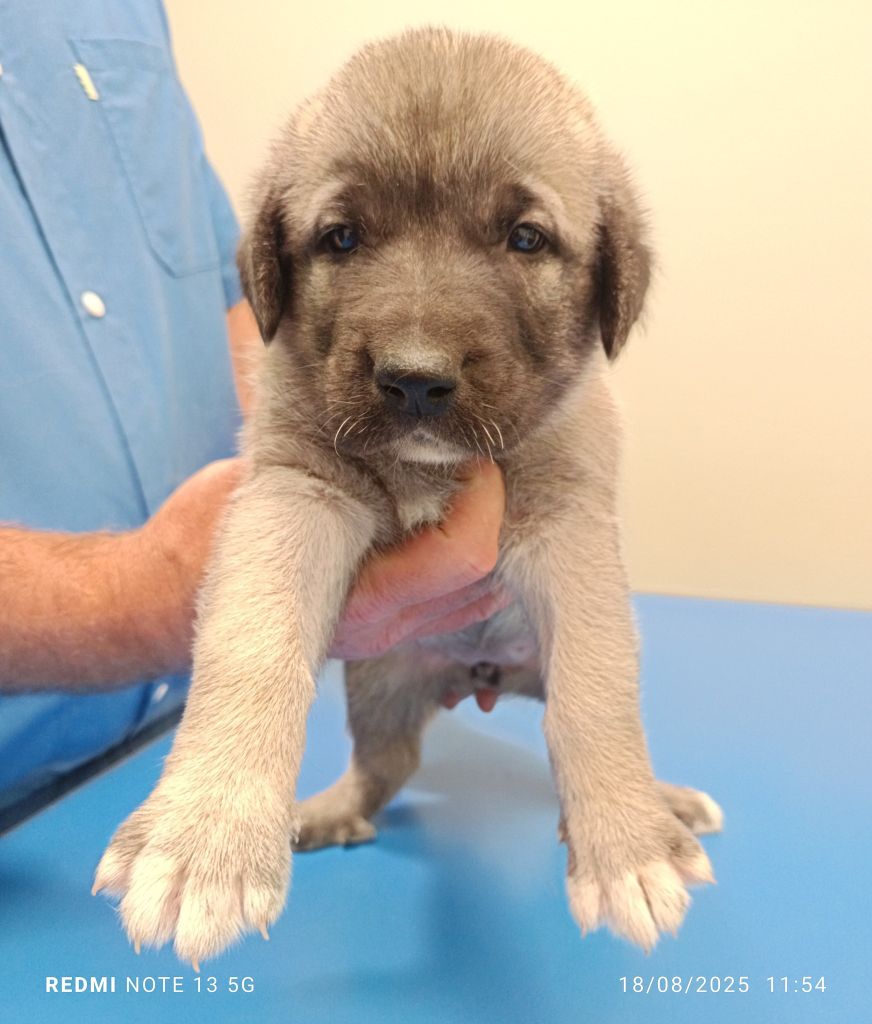 du Domaine de Sara - Chiots disponibles - Berger Kangal