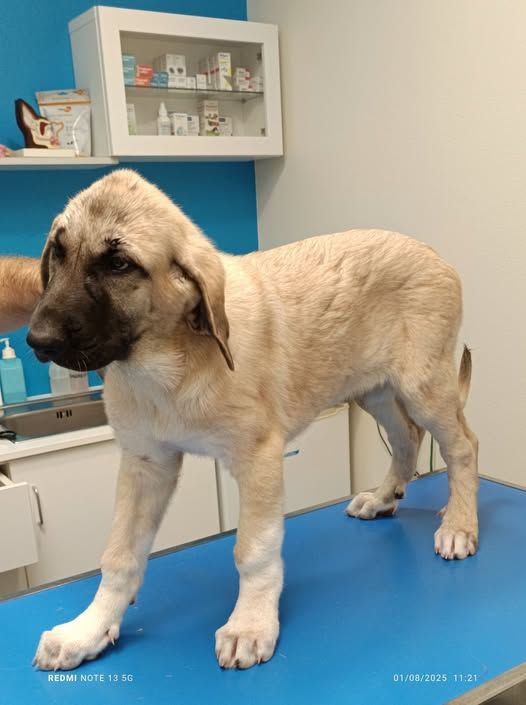 du Domaine de Sara - Chiots disponibles - Berger Kangal