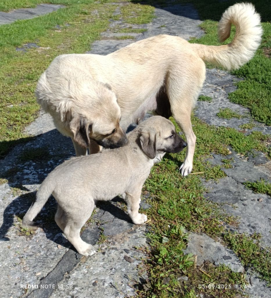 du Domaine de Sara - Chiots disponibles - Berger Kangal