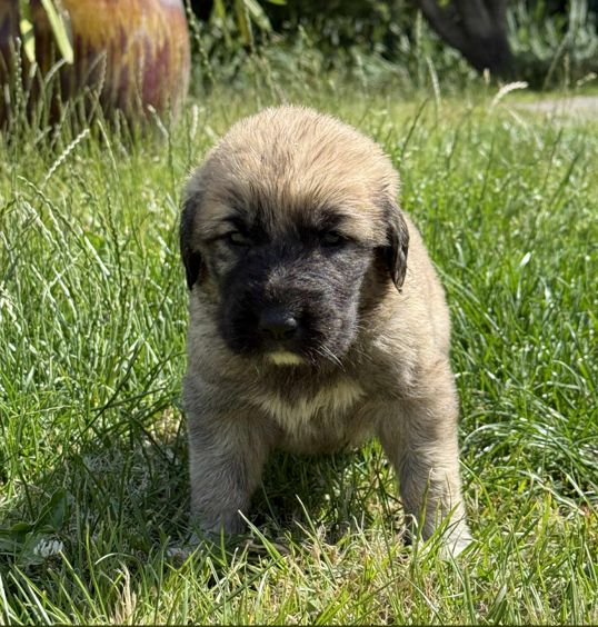 du Domaine de Sara - Chiots disponibles - Berger Kangal