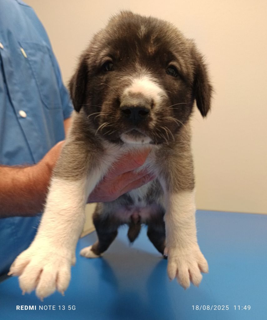 du Domaine de Sara - Chiots disponibles - Berger Kangal