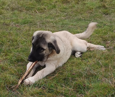 Avia-uria du Domaine de Sara