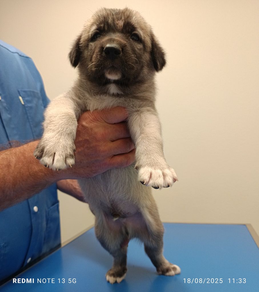 du Domaine de Sara - Chiots disponibles - Berger Kangal
